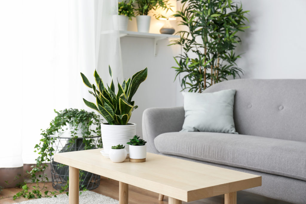 calm room with house plants