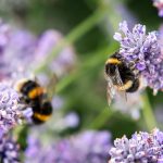 jobs for garden in Bee Local - lavender and bees