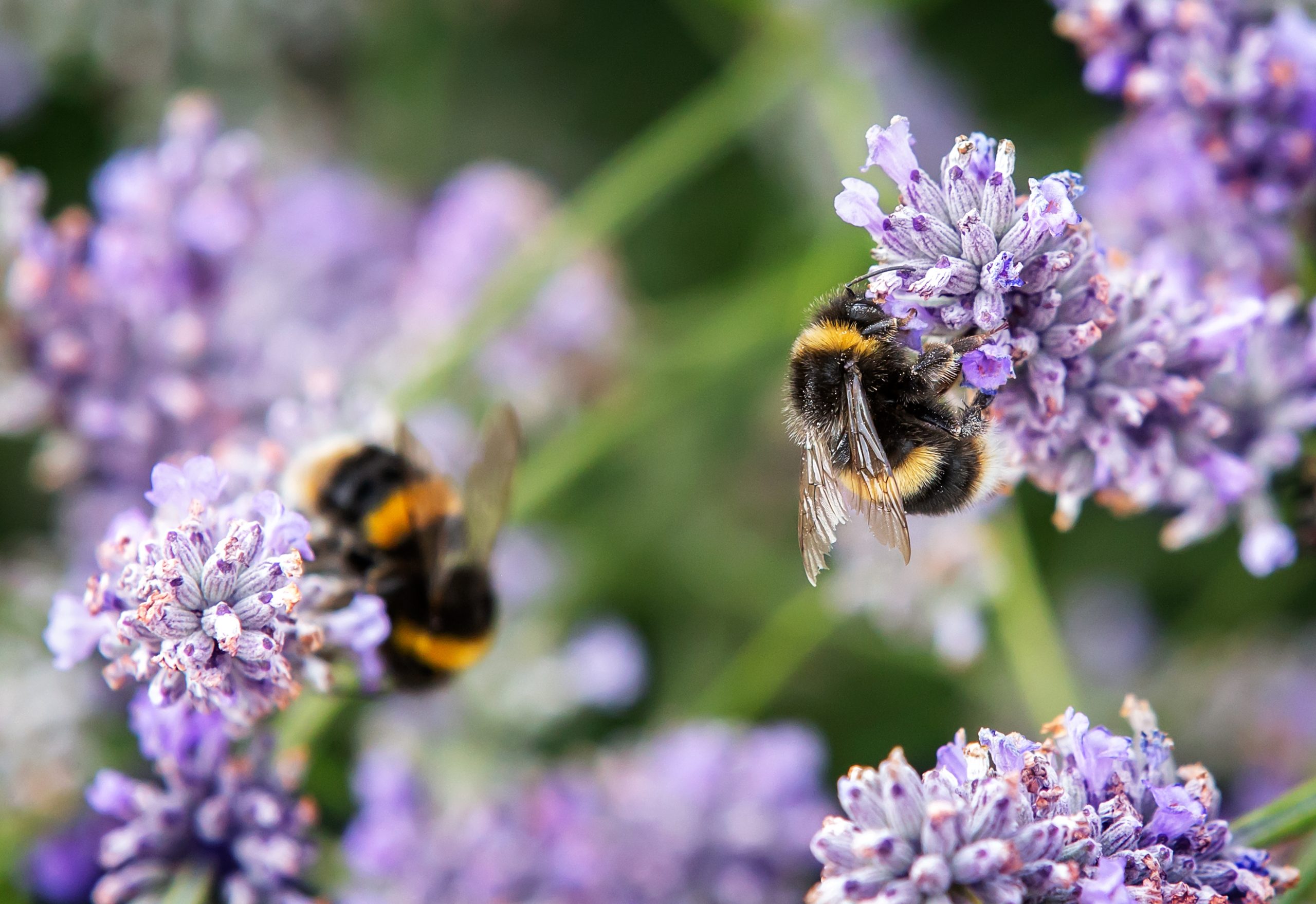jobs for garden in Bee Local - lavender and bees