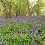 kings wood bluebells leighton buzzard news