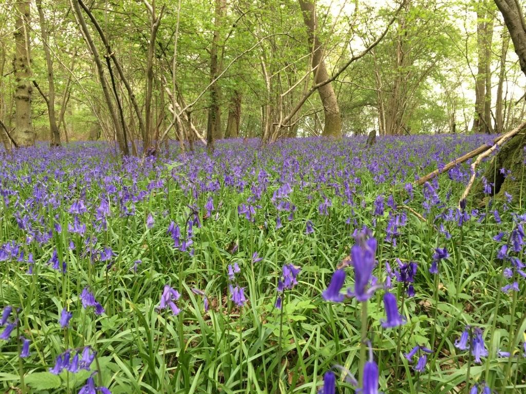 kings wood bluebells leighton buzzard news