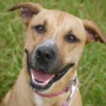 Appledown rescue Lovely Sandy needs a home