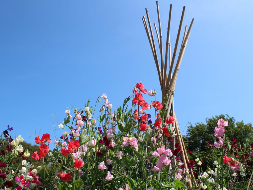 picture of sweet peas bee local gardening tips leighton buzzar
