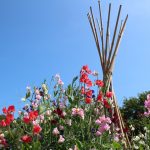 picture of sweet peas bee local gardening tips leighton buzzar