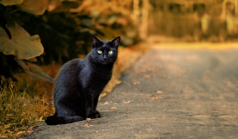 Spooky Folklore and Night Time Horrors