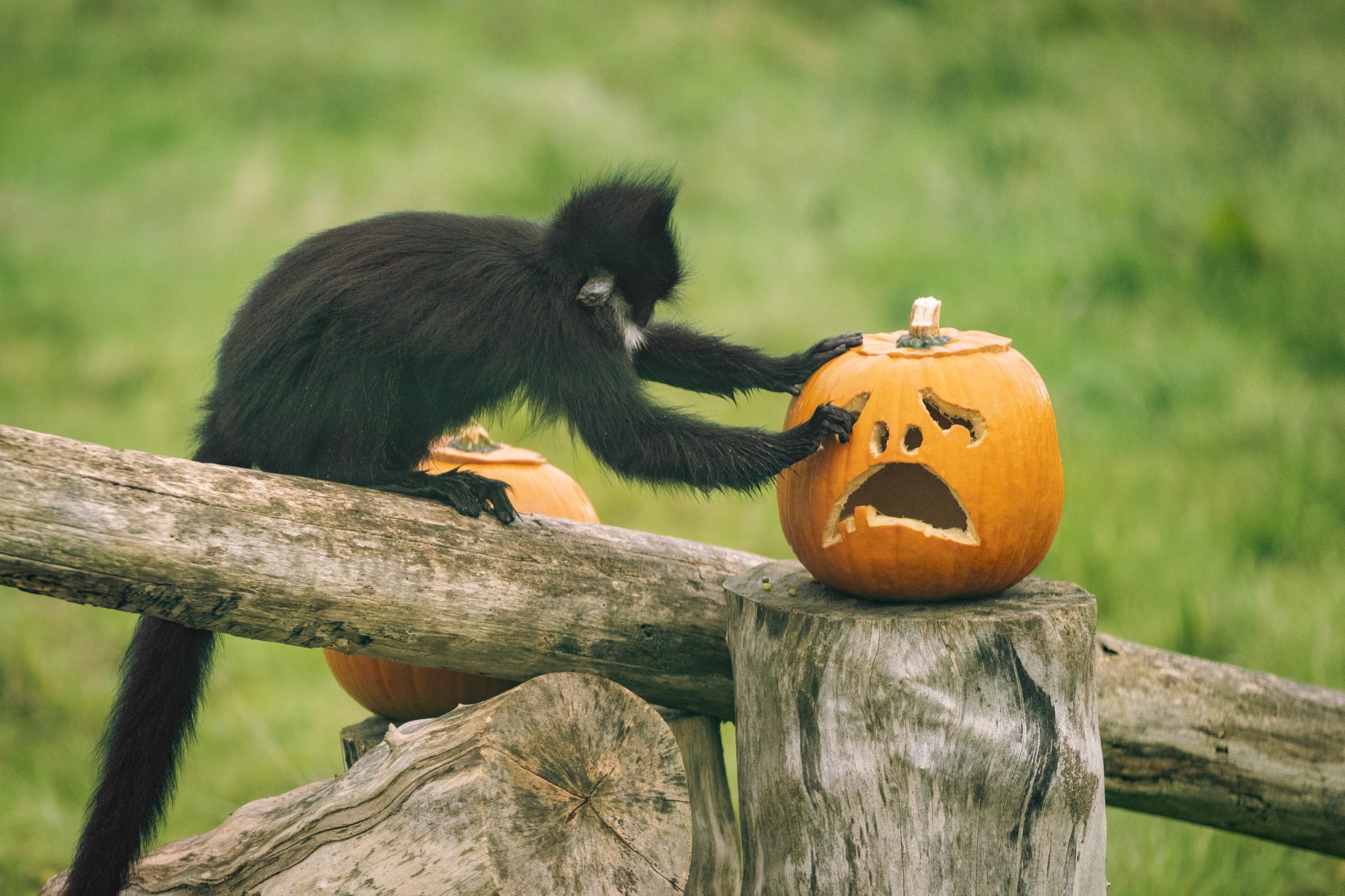 Boo At The Zoo Returns - Bee Local