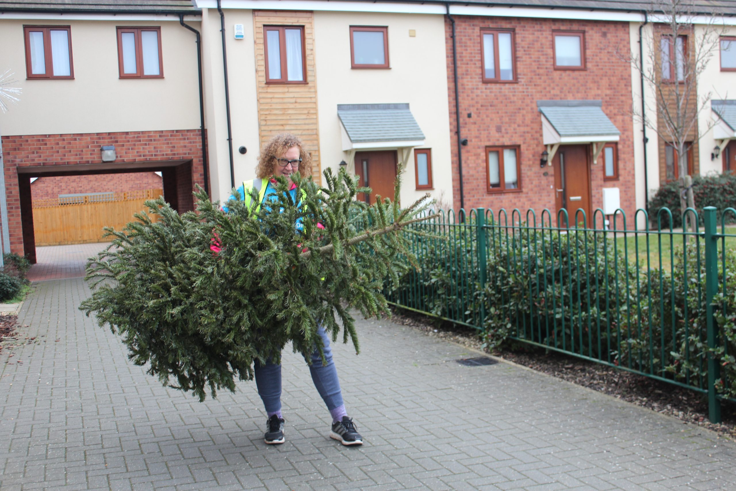 Christmas tree collection in Leighton Buzzard picturing Willen Hospice