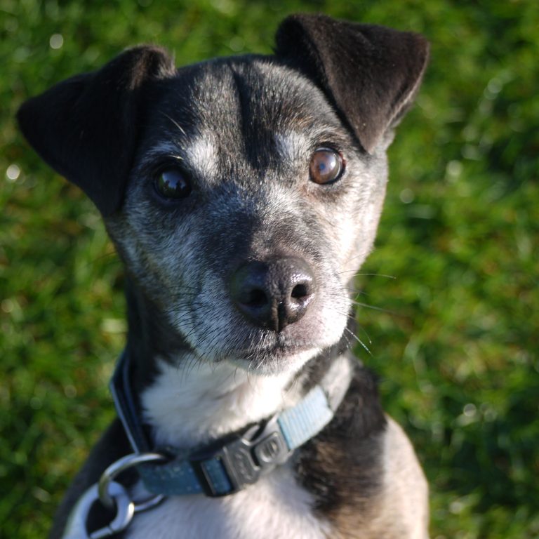 Dog of the Month Diesel Needs An Active Home